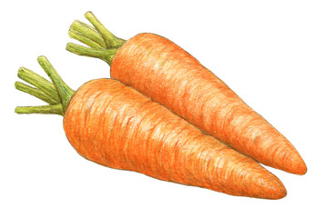 にんじん　水彩色鉛筆野菜イラスト