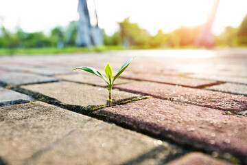 Small plant growing on cracked street