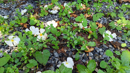 Ground with green grass White Frangipani flowers and stones
