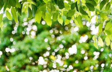 Fototapeta na wymiar Fresh and green leaves background