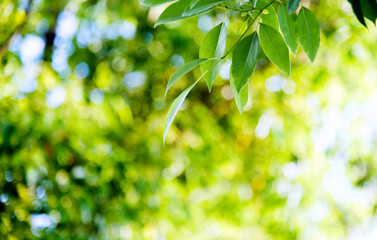 Fresh and green leaves background