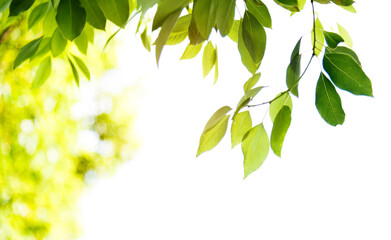 Fresh and green leaves background