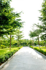 Obraz premium Empty footpath with trees on both side