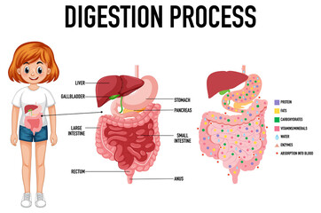 Diagram showing digestion process
