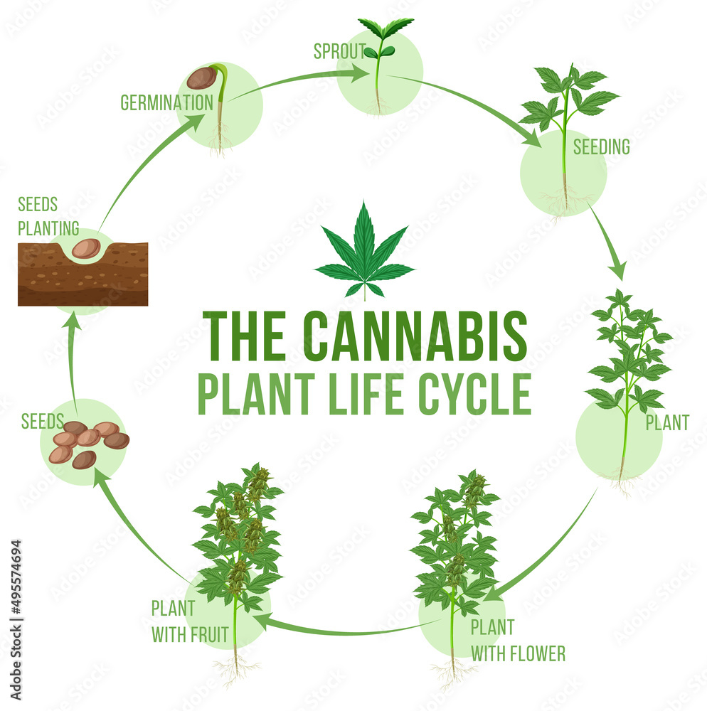 Poster cannabis plant life cycle