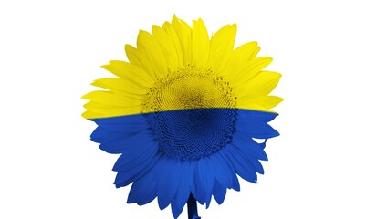 Sunflowers of blue and yellow colorful. Concept of Ukrainian flag.
