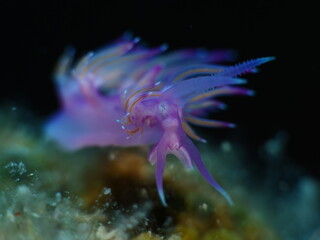 nudibranch flabellina nudi branch nudybranch  underwater slug ocean scenery