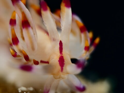 nudibranch flabellina nudi branch nudybranch  underwater slug ocean scenery