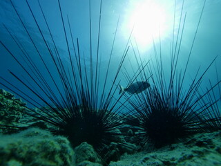 long spine sea urchin scenery with sun beams and rays underwater ocean scenery seaurchin