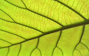 green leaf texture