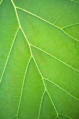 green leaf texture