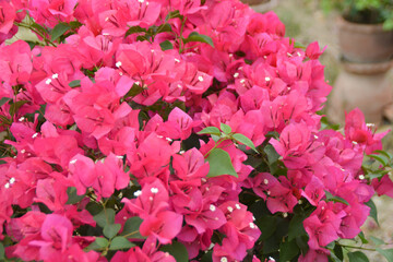 Bush of pink Bougainvillea with little green leaves.