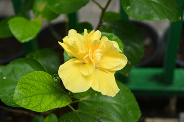 Blooming yellow flower with fresh green leaves.