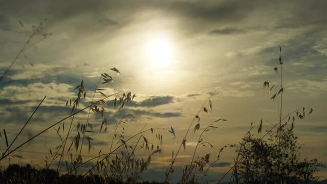 Silhouette of tall dry wheat grass moving in the wind against a cloudy sunset sky with a bright glowing sun in the background. Filmed at sundown in an outdoor nature park in Australia.
