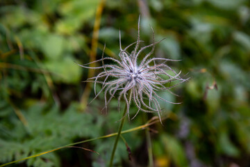 Pulsatilla alpina flower in mountains, close up