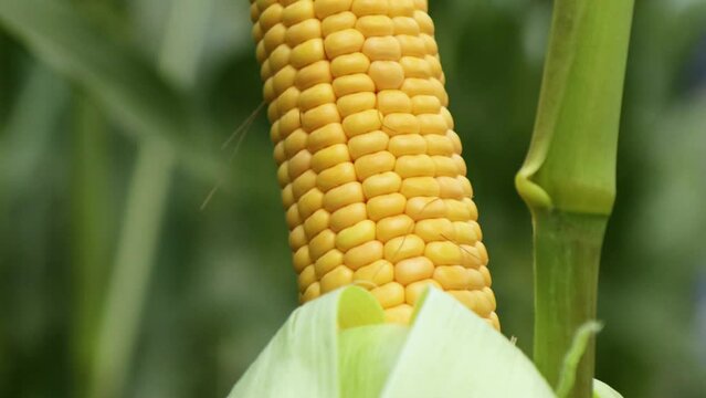 Fresh juicy head of corn on the field