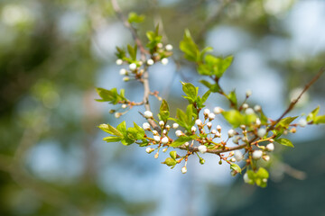 White blossoming apple tree. Spring season, spring colors.Large branch with white and pink apple tree flowers and blue sky in a garden in a sunny spring day,