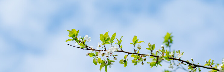 White blossoming apple tree. Spring season, spring colors.Large branch with white and pink apple tree flowers and blue sky in a garden in a sunny spring day,web banner