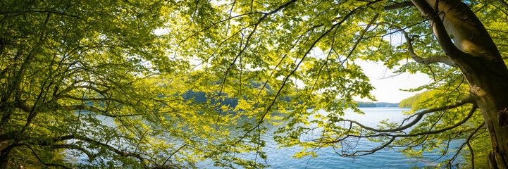Bäume und Wald am See im Frühling - Panorama