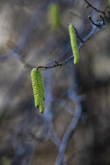 Spring card with willow tree