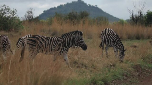 Zebra walks in frame, stops, then continue to walks out of frame with group of zebras behind it.