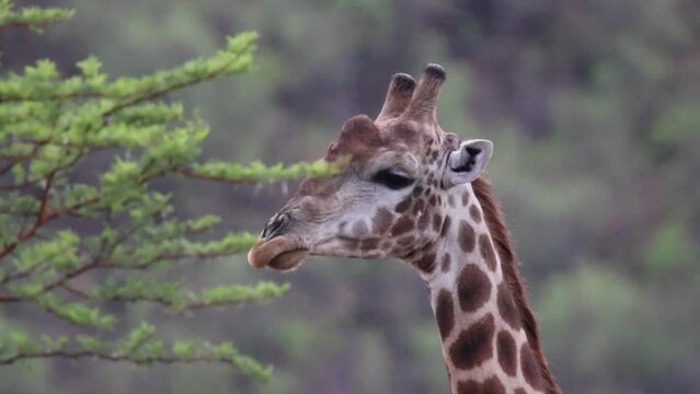 Close up of Giraffe chewing leaves then looks straight at camera.