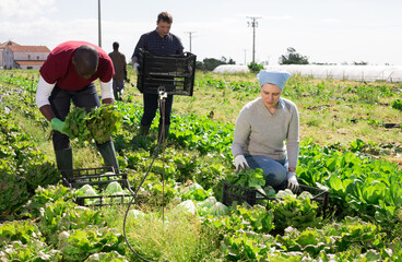 Workers harvesting and stack fresh lettuce in boxes on a plantation