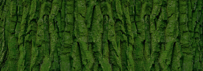 panoramic tree bark pattern for background
