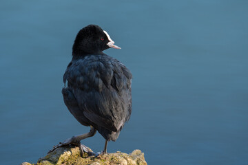 A Coot Standing on a Rock Near the Lake in the Morning