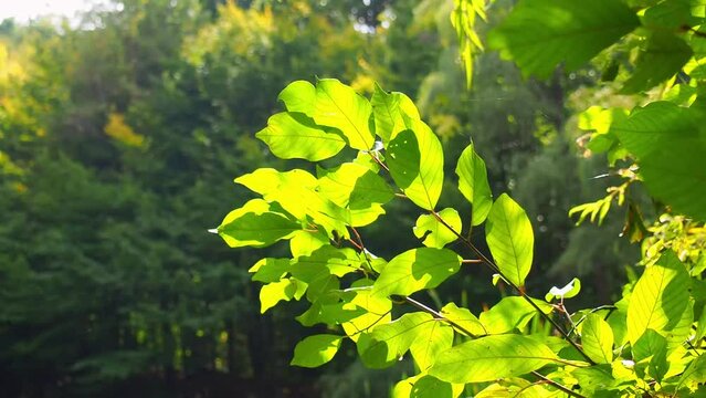 Forest footage. Branches with leaves European beech, Fagus sylvatica. Plant background with green leaves. Leaves of European beech also called common beech movement in the wind, against the light.