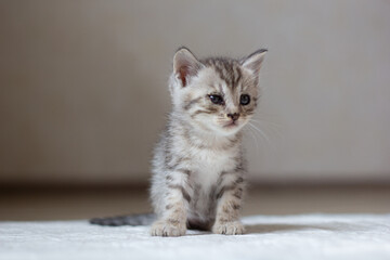 Gray kitten. Sits on a diaper. Cute pets. Selective focus. Close-up. High quality photo. Copyspace
