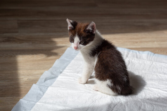 The kitten is sitting on a diaper. Toilet training for pets. Close-up. High quality photo. Copyspace