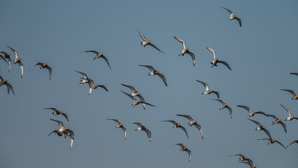 The Black tailed godwit in early morning sunlight.