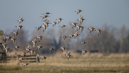The Black tailed godwit in early morning sunlight.