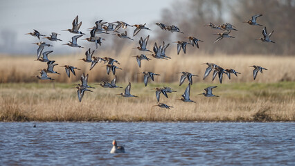 The Black tailed godwit in early morning sunlight.