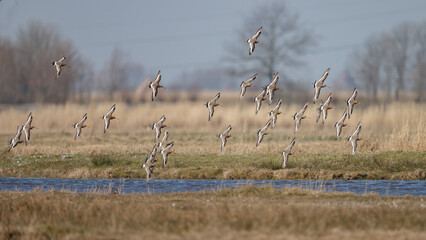 The Black tailed godwit in early morning sunlight.
