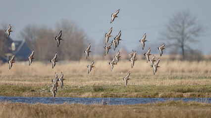 The Black tailed godwit in early morning sunlight.