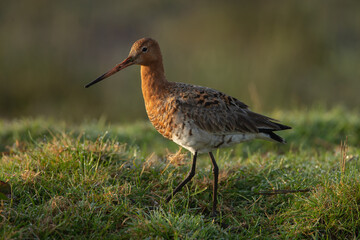 The Black tailed godwit in early morning sunlight.