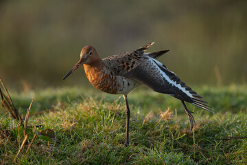 The Black tailed godwit in early morning sunlight.