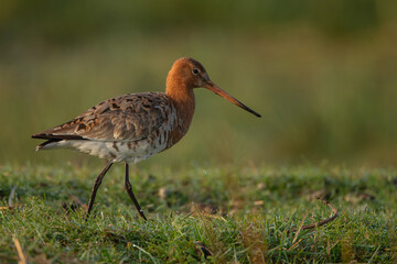 The Black tailed godwit in early morning sunlight.