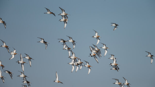 The Black tailed godwit in early morning sunlight.