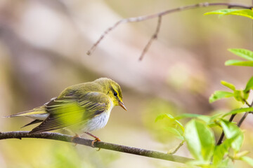 Willow warbler on a branch