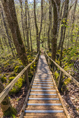 Stair at a nature trail in a budding forest