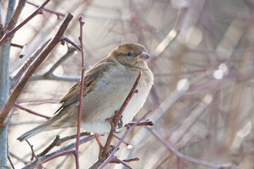 Lady sparrow