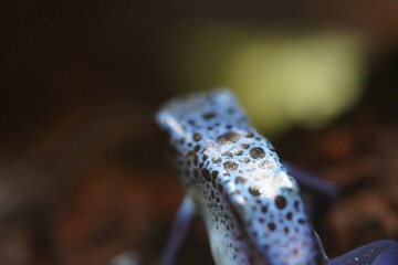 コバルトヤドクガエル 