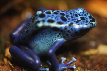 コバルトヤドクガエル 