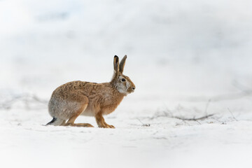 Brown hare at the snow