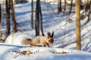 A cute fluffy squirrel in a winter forest on white snow gets close to seeds and nuts. 