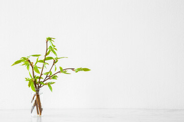 Small twigs of fresh green leaves in glass vase on wooden shelf at light gray wall background. Closeup. Empty place for inspirational, sentimental text, quote or sayings. Front view.