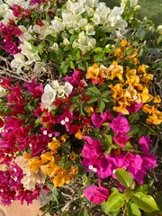 Bougainvillea flowers and bougainvillea plant tree in summer season. This Bougainvillea flowers are pink and purple. Magenta bougainvillea flowers. Postcard or wallpaper texture pattern background.